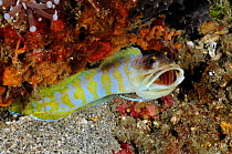 Gold-specs jawfish (Opistognathus randalli) Lembeh Strait, North Sulawesi, Indonesia.