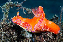 Nudibranch (Ceratosoma trilobatum) Lembeh Strait, North Sulawesi, Indonesia.