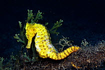 Spotted Seahorse (Hippocampus kuda, = H. taeniopterus) Lembeh Strait, North Sulawesi, Indonesia, March 2016