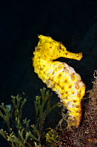 Spotted seahorse (Hippocampus taeniopterus) Lembeh Strait, North Sulawesi, Indonesia, March 2016