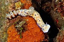 Nudibranchs (Risbecia tryoni), trailing behaviour Lembeh Strait, North Sulawesi, Indonesia,