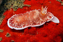 Nudibranch (Chromodoris tinctoria) on red sponge Rinca, Komodo National Park, Indonesia.