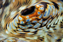 Giant Clam, siphon (Tridacna sp.) Sangeang, off Sumbawa, Indonesia.