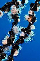 Colonial anemones (Amphianthus sp.), Hormathiidae, on dead coral branches. Sangeang, off Sumbawa, Indonesia.