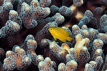 Lemon damsel (Pomacentrus moluccensis), sheltering in coral Rinca, Komodo National Park, Indonesia.