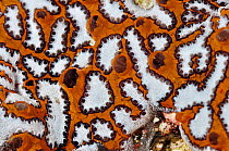 Colonial tunicate (Botryllus sp.) close up of pattern, Komodo National Park, Indonesia.