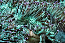 Elegance Coral (Catalaphyllia jardinei) Rinca, Komodo National Park, Indonesia.