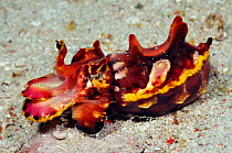 Flamboyant cuttlefish (Metasepia pfefferi) Rinca, Komodo National Park, Indonesia.