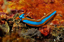 Nudibranch (Thuridilla lineolata) Sangeang, off Sumbawa, Indonesia.