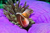 Pink Anemonefish (Amphiprion perideraion) in Magnificent Sea Anemone (Heteractis magnifica)  Wanilu (Wainilu), Komodo National Park, Indonesia.