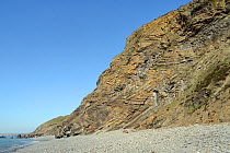 Chevron folds of Sandstone, mudstone and black shale rock layers in Millook Haven cliffs, Cornwall, UK, April 2014.