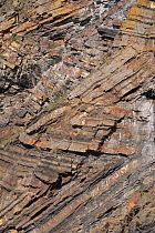 Chevron folds of Sandstone and shale rock layers in Millook Haven cliffs, Cornwall, UK, April 2014.