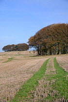 Clumps of beech trees (Fagus sylvatica) and harvested arable field on the Ridgeway ancient track and long distance pathway, Marlborough Downs, Wiltshire, UK, November 2013.