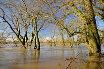 Willow trees (Salix sp.) fringing the River Avon partly submerged after weeks of heavy rain caused it to burst its banks, Lacock, Wiltshire, UK, February 2014.