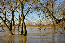 Willow trees (Salix sp.) fringing the River Avon partly submerged after weeks of heavy rain caused it to burst its banks, Lacock, Wiltshire, UK, February 2014.