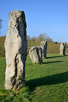Neolithic megaliths, Avebury Stone Circle, Wiltshire, UK, February 2014.