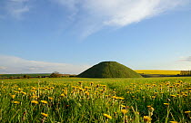 Silbury hill, a Neolithic artificial chalk mound, one of the world's largest man-made prehistoric mounds, surrounded by flowering Dandelions (Taraxacum officinale) and Rape (Brassica napus), Wiltshire...