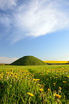 Silbury hill, a Neolithic artificial chalk mound, one of the world&#39;s largest man-made prehistoric mounds, surrounded by flowering Dandelions (Taraxacum officinale) and Rape (Brassica napus), Wilts...