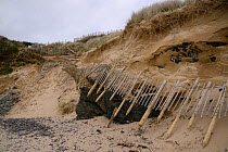 Sand dunes heavily eroded and protective fence left suspended by winter storms and tidal surges, Daymer Bay, Trebetherick, Cornwall, UK, March 2014.