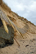 Sand dunes heavily eroded and protective fence left suspended by winter storms and tidal surges, Daymer Bay, Trebetherick, Cornwall, UK, March 2014.