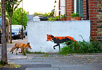 Urban Red fox (Vulpes vulpes) walking past wall with  red fox mural / graffiti . North London, England, UK, April.