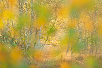 Silver birch (Betula pendula) woodland abstract soft focus  in autumn, on  former military training area, Loeffelberg, Nuthe-Nieplitz natural reserve, Brandenburg, Germany, October.
