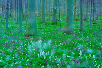 European beechwood (Fagus sylvatica) with flowering  Holewort (Corydalis cava), nature reserve Eldena, Greifswald, Germany, April.