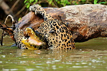 Jaguar (Panthera onca)  killing Spectacled caiman  (Caiman crocodilus) in Piquiri River, Pantanal Mato Grosso, Brazil.