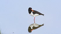 Oystercatcher (Haematopus ostralegus) standing in shallow water before taking off, Belgium, May.
