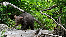 Two European brown bear (Ursus arctos) cubs climbing over a fallen tree trunk, Bavarian Forest National Park, Germany, May. Captive.
