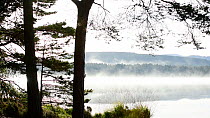 Panning shot of silhouetted pine trees and early morning mist rising from a lake, Loch Garten, Strathspey, Scotland, UK, September.