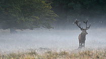 Red deer (Cervus elaphus) stag in mist during the rut, Jaegersborg Dyrehaven, Denmark, October.