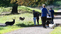 Sika deer (Cervus nippon) standing next to path, with joggers and walkers looking as they pass, Jaegersborg Dyrehaven, Denmark, October.