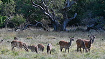 Group of female Red deer (Cervus elaphus) grazing, Jaegersborg Dyrehaven, Denmark, October.