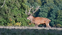 Red deer (Cervus elaphus) stag with large antlers during autumn rut, Jaegersborg Dyrehaven, Denmark, October.