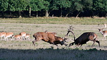 Red deer (Cervus elaphus) stags fighting during rut, locking antlers, Jaegersborg Dyrehaven, Denmark, October.