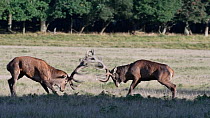 Red deer (Cervus elaphus) stags fighting during rut, locking antlers, one chases rival away, Jaegersborg Dyrehaven, Denmark, October.