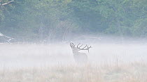 Tracking shot of a Red deer (Cervus elaphus) stag walking in the mist and calling, Jaegersborg Dyrehaven, Denmark, October.