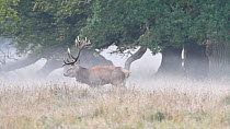 Red deer (Cervus elaphus) stag with erect penis urinating on itself, rubbing antlers in grass and flicking tongue during the rut, Jaegersborg Dyrehaven, Denmark, October.
