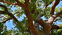 View looking up at  Pedunculate oak (Quercus robur) canopy, Jaegersborg Dyrehaven, Denmark, October.
