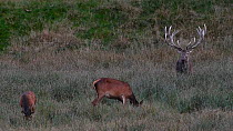 Red deer (Cervus elaphus) stag with two hinds during the rut in autumn, Jaegersborg Dyrehaven, Denmark, October.
