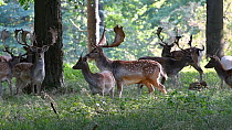 Herd of Fallow deer (Dama dama) bucks with juveniles in forest, Jaegersborg Dyrehaven, Denmark, October.