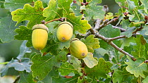 Close-up of Pedunculate oak (Quercus robur) acorns and leaves, Jaegersborg Dyrehaven, Denmark, October.