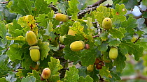 Close-up of Pedunculate oak (Quercus robur) acorns and leaves, Jaegersborg Dyrehaven, Denmark, October.