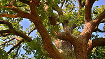 View looking up at Pedunculate oak (Quercus robur) canopy, Jaegersborg Dyrehaven, Denmark, October.