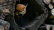 Red fox (Vulpes vulpes) emerging from a hollow tree trunk in a woodpile, Isselburg, Germany, October. Captive.