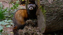 European polecat (Mustela putorius) dragging bedding material from nest and pulling it back in again, Isselburg, Germany, October. Captive.