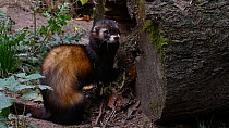 European polecat (Mustela putorius) dragging bedding material  from nest and pulling it back in again, Isselburg, Germany, October. Captive.