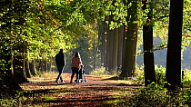 Young couple with baby buggy walking on forest path in autumn, October, Belgium.