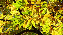 Sweet chestnut tree (Castanea sativa)  in autumn, October, Belgium.